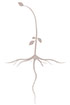 Development Sample [CLICK for detail]